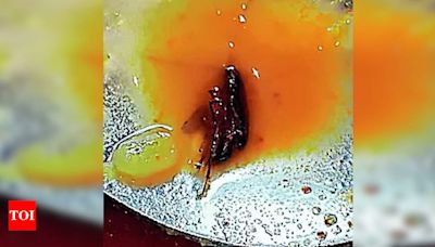 Bug found in sambar, AMC seals kitchen of hotel | Ahmedabad News - Times of India