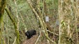 台灣黑熊「中彈死亡」3天後才被發現 不排除盜獵可能