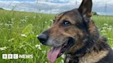 Hertfordshire memorial to 'hero' police dog Finn venue chosen