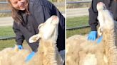 Rescued Sheep Melts When She Receives Special Massage For Mother's Day
