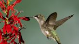 Teeny hummingbirds are on the way to Kansas. When you’ll spot them and how to feed
