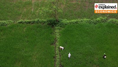 Export ban on Non-Basmati White Rice lifted: why, what is the likely impact