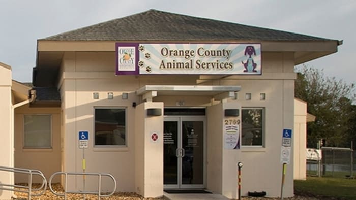 Orange County animal shelter briefly pauses intakes, adoptions due to contagious bacteria