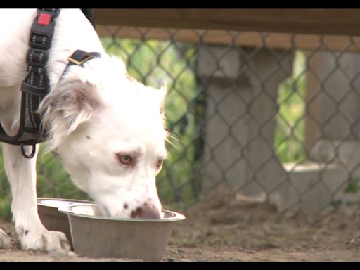 Torrington officials increase patrols as number of dogs left in hot cars spikes