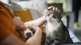 100,000 pet owners to lose insurance