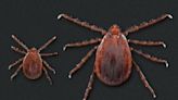 CDC issues warning about Asian longhorned tick: What you need to know.