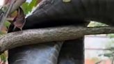 In Jaw-Dropping Video, 12-Foot Long King Cobra Rescued And Released In Karnataka Forest