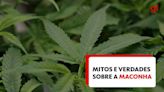 O que é mito e o que é verdade sobre maconha? Faça o QUIZ e veja infográfico sobre a droga