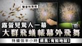 飛蟻出沒｜露營見驚人一幕 大群飛蟻帳幕外飛舞 持續個半小時 網民：有如地獄！