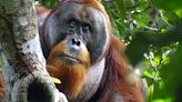 Orangutan, Heal Thyself