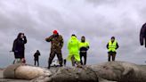 Mystery as 2,500 dead seals wash up on Russian coast