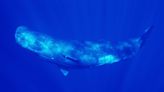 Whale's slow death in maze-like Osaka Bay raises alarm over warming seas
