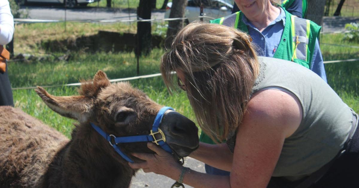 Welcome home: Donkeys that survived Glass Fire return to Deer Park