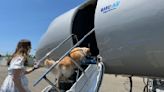 For $6,000, Bark Air offers a luxury cross-country flight for your dog