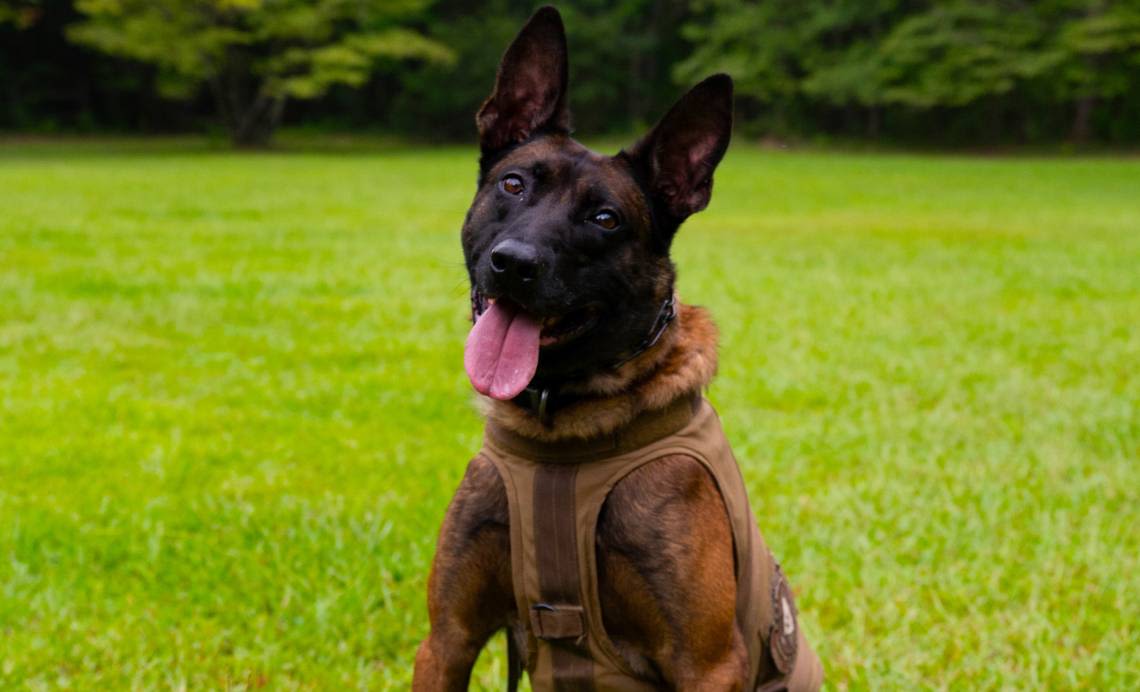 SC man charged with death of K9 killed in line of duty, Lexington sheriff says