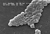 Pseudomonadales