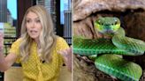 Kelly Ripa begins “Live” with special audience warning: 'Do not put 100 live snakes down your pants'