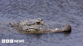 Woman's body found inside jaws of Texas alligator