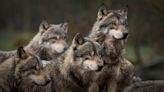 US House Passes Bill To Take Gray Wolves Off The Endangered Species List