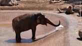 Adorable baby elephant creates sprinkler with trunk to cool down on hot Arizona day