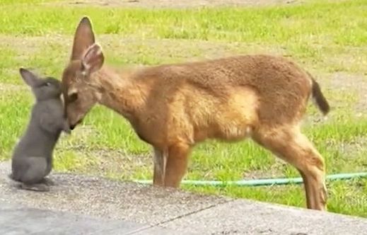 Once Upon A Time In Oregon: Homeowner Captures Real-Life Bambi And Thumper Visit