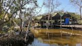 Los manglares, de refugio de peces a guarida de narcos