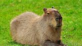 Capybaras to be featured in new African Safari Wildlife Park walk-through exhibit