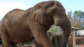 Tonka the elephant placed under hospice care due to declining health