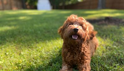 Neighboring Doodle Sisters Meeting for Daily Walk Are the Definition of Happiness