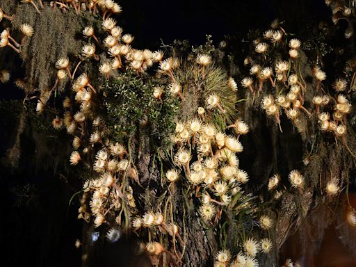 See rare cactus bloom tonight at Selby Gardens | Your Observer