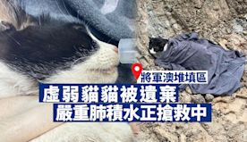 虛弱貓貓被遺棄將軍澳堆填區　嚴重肺積水正搶救中