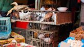 Primera muerte por gripe aviar H3N8: ¿qué implica?