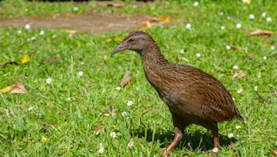 US Adventurer Under Fire After Killing, Eating Rare New Zealand Bird on Reality TV Show