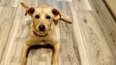 Dog rescued from a dumpster in Puerto Rico waiting for forever home at Big Dog Ranch
