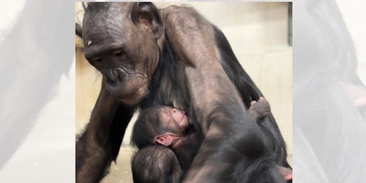 New baby bonobo born at Cincinnati Zoo