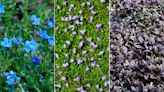 Walkable ground cover plants are the pretty backyard trend that will transform your paths and lawn