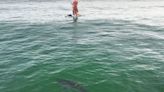 Watch a Great White Shark Check Out a Paddleboarding T-Rex