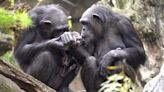 Mãe chimpanzé carrega bebê morto por três meses em zoológico na Espanha