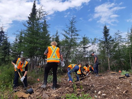 Quebec town hopes replanting the right trees will shield their community from future forest fires