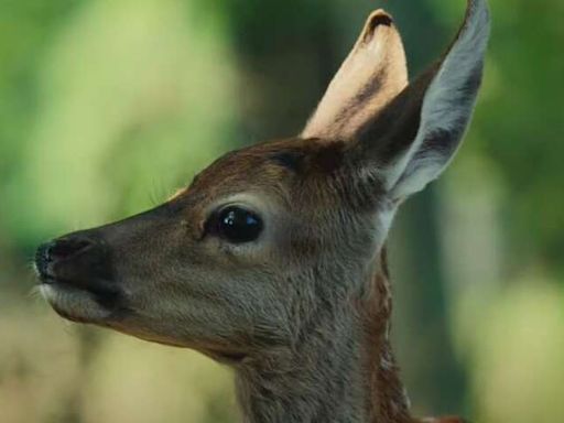 Le film « Bambi » dévoile sa bande-annonce et on risque d’être (à nouveau) traumatisés