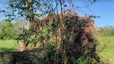 Storm uprooted large trees in rural Christian County community