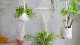 Combate el calor en casa con estas plantas colgantes