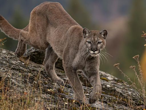 5-year-old attacked by mountain lion during Labor Day family outing to Malibu Creek State Park near Los Angeles