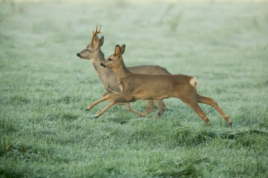 TPWD proposes new chronic wasting disease carcass disposal regulations