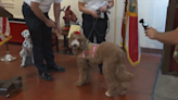 Fort Lauderdale Fire Rescue therapy dog promoted to captain after helping out community - WSVN 7News | Miami News, Weather, Sports | Fort Lauderdale