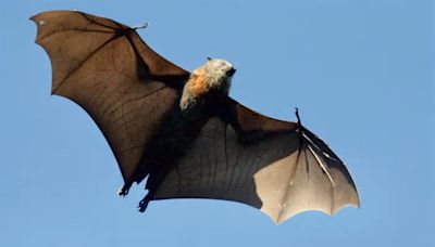 Public Health Alert in Ann Arbor, First Rabies-Positive Bat in Washtenaw County Since 2022