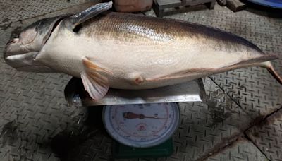 阿嬤養的？日月潭逮獲逾10尾大魚虎「過半都抱卵」 肚子胖到快撐爆