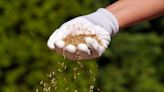 How to overseed a lawn – step-by-step guide to repairing damaged grass