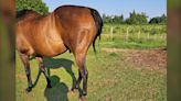 Multiple horses in Alberton, P.E.I., have hair cut off tails: RCMP