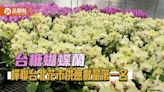 台糖蝴蝶蘭蟬聯台北花市供應數量第一名 好照顧 花期長 深受市場喜愛 | 蕃新聞